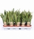 Sansevieria