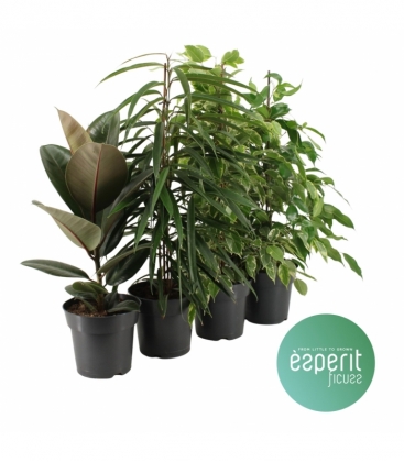 Ficus