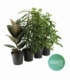 Ficus