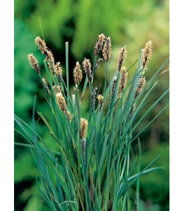 Carex