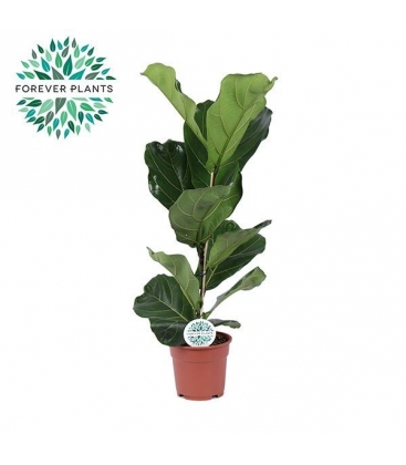Ficus