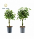 Schefflera
