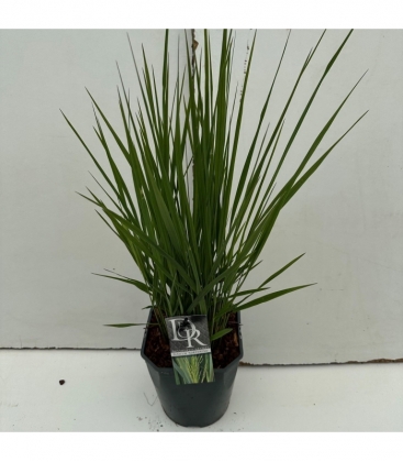 Panicum