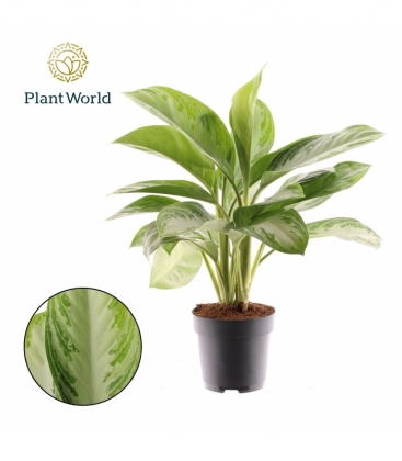 Aglaonema