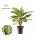 Aglaonema