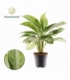 Aglaonema