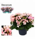 Begonia