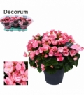 Begonia