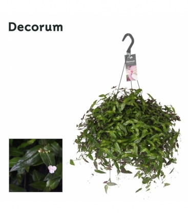 Tradescantia