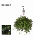 Tradescantia