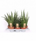 Sansevieria