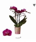 Phalaenopsis