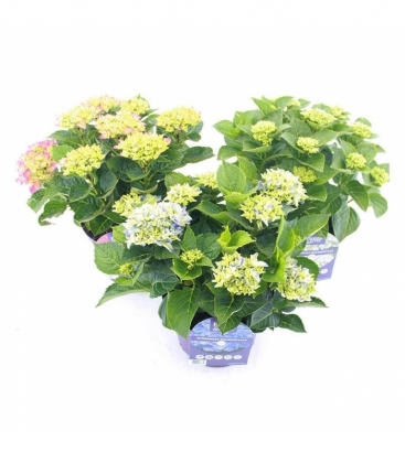Hydrangea