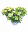 Hydrangea