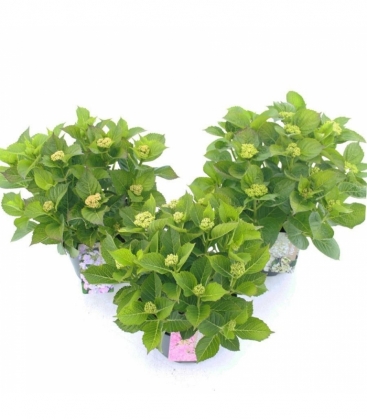 Hydrangea
