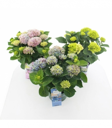 Hydrangea