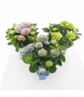 Hydrangea