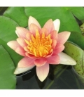 Nymphaea