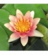 Nymphaea