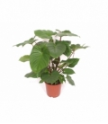 Homalomena