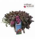 Sedum