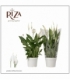 Spathiphyllum