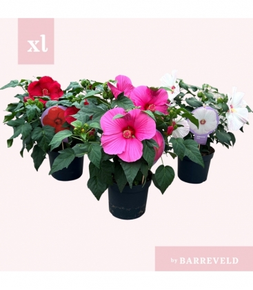 Hibiscus