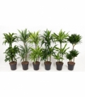 Dracaena