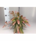 Rhipsalis