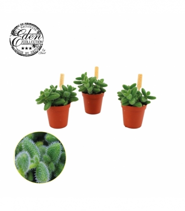 Delosperma