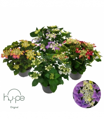 Hydrangea