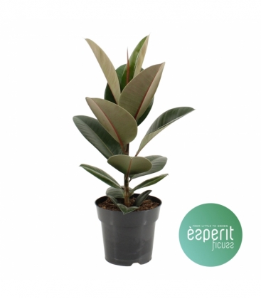 Ficus