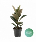 Ficus