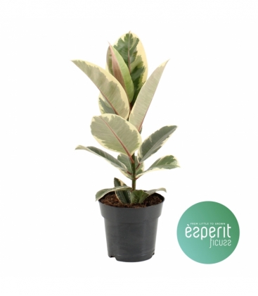 Ficus