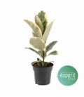 Ficus