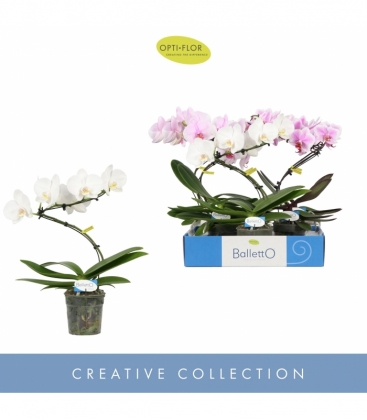 Phalaenopsis