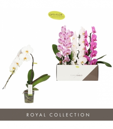 Phalaenopsis