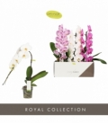 Phalaenopsis
