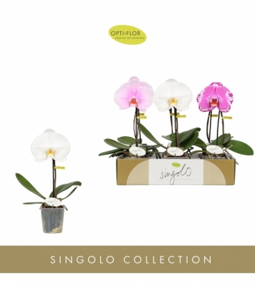 Phalaenopsis