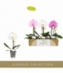 Phalaenopsis