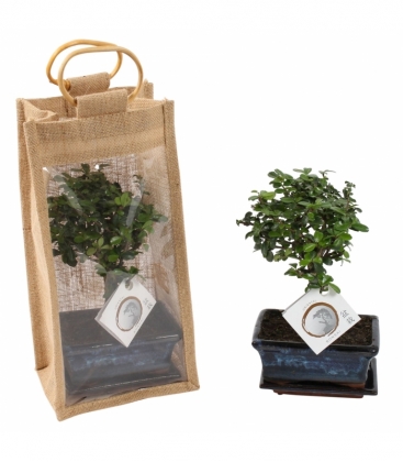 Bonsai