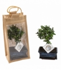 Bonsai