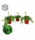Pilea