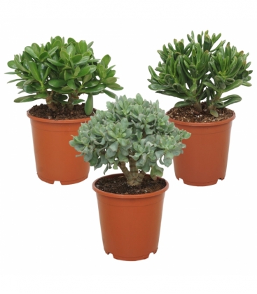 Crassula