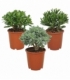 Crassula