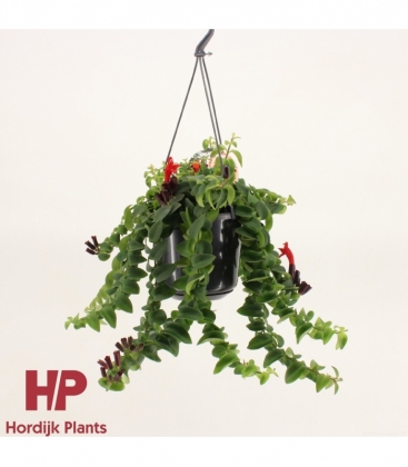 Aeschynanthus