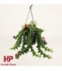 Aeschynanthus