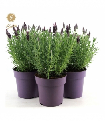 Lavandula
