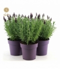 Lavandula