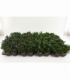 Aster